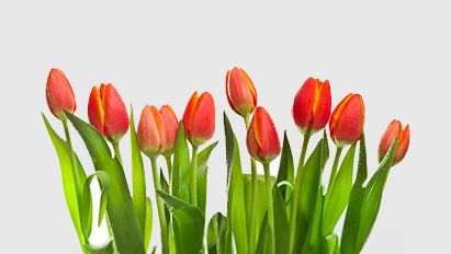 Vrijstelling voor Movento in tulpenteelt 