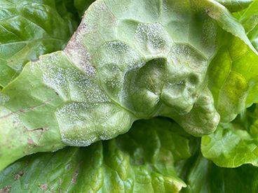 We vechten tegen dezelfde vijand: Bremia lactuca