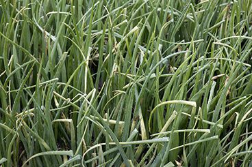 ‘Uitdaging om valse meeldauw te beheersen wordt steeds groter’