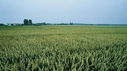 T2-bespuiting in wintertarwe loont