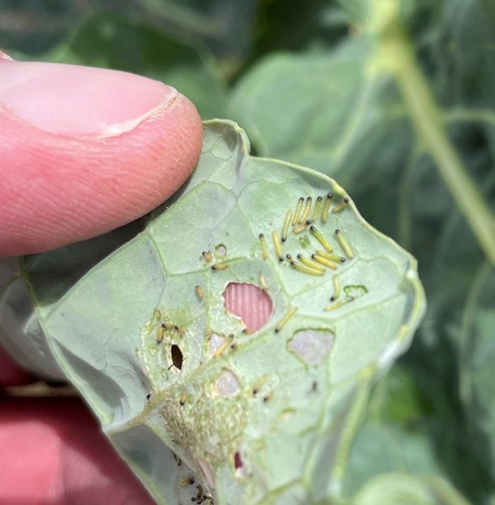 Voorkom de opbouw van een rupsen populatie met XenTari