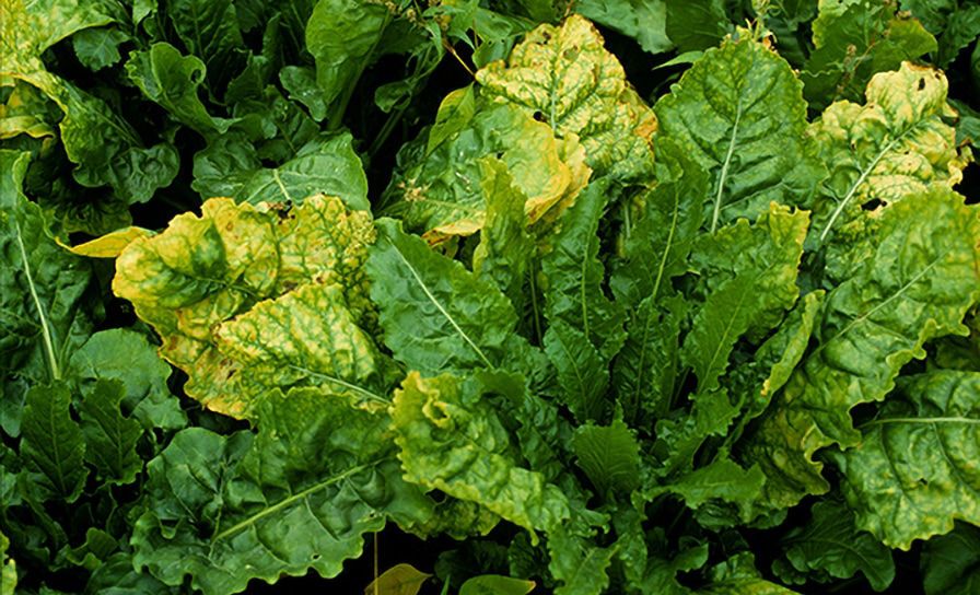 BIETEN - Opnieuw vrijstelling voor Batavia in bieten 