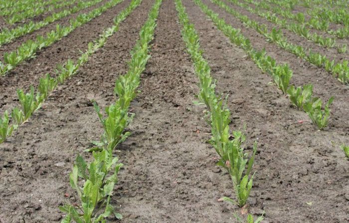 Goed nieuws voor cichoreitelers!