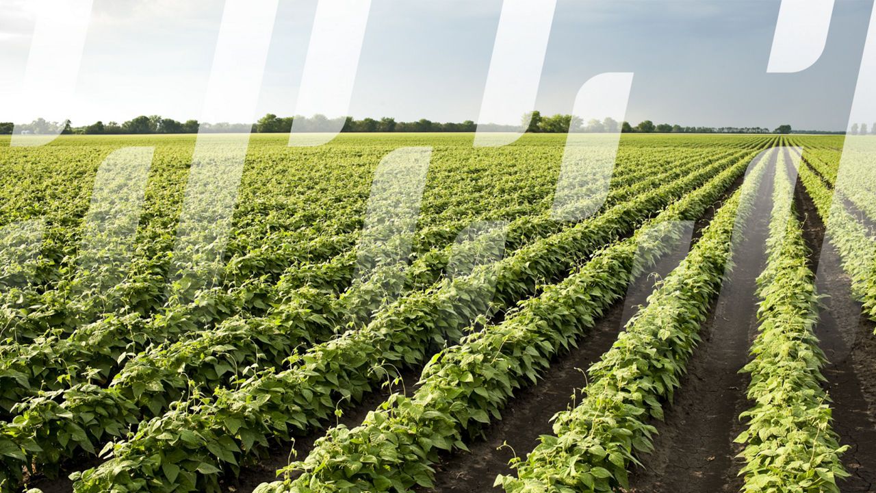 Bayer's Integrated Solutions (BIS) : bouwen aan het gezonde gewas van morgen