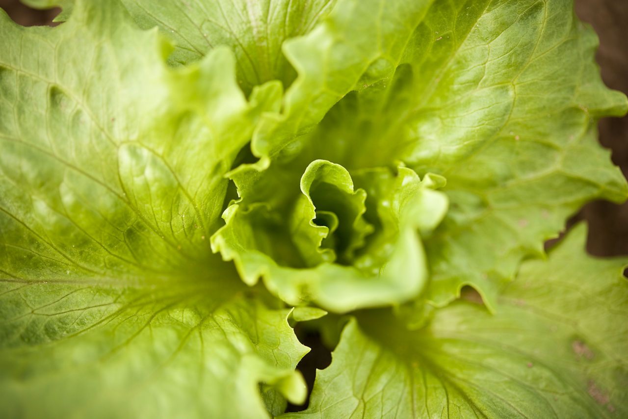 Kans op overschrijding van gewijzigde MRL propamocarb in slateelt bedekt