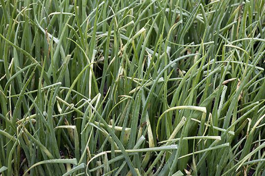 ‘Aangepast etiket Fandango maakt bestrijding valse meeldauw nóg uitdagender’