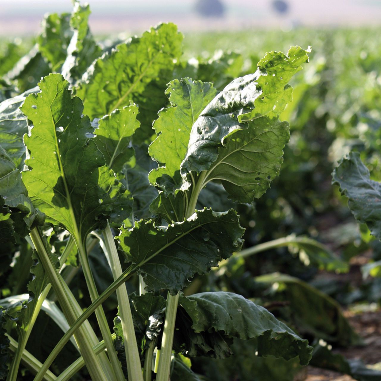 Maak dit seizoen gebruik van de Propulse Cashback actie