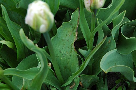 Aliette: perfecte toevoeging in tulp en lelie